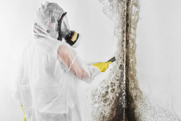 Best Local Mold Removal Service  in Norman, OK