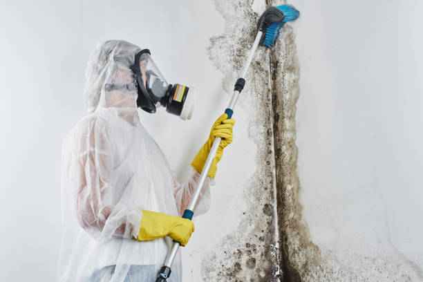Best Attic Mold Removal  in Norman, OK
