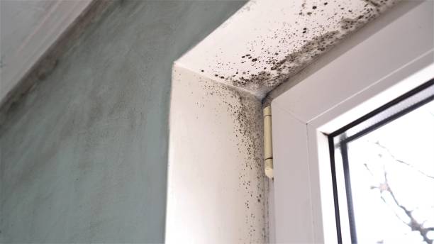 Reliable Norman, OK Mold Removal Solutions