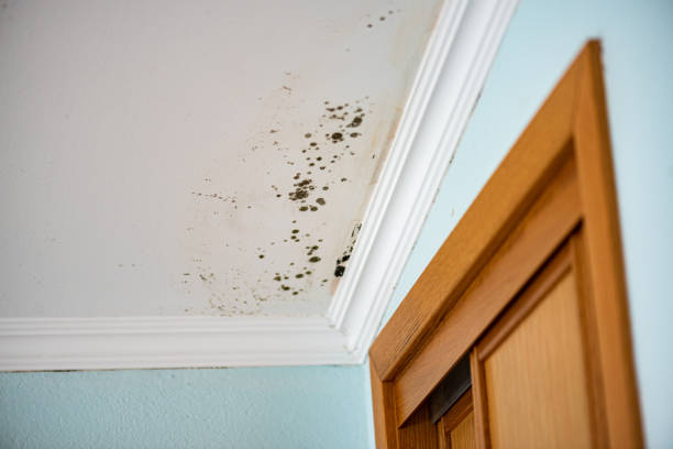 Mold Removal Process in Norman, OK