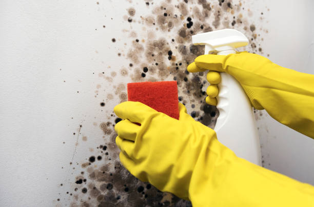 Best Toxic Mold Removal  in Norman, OK