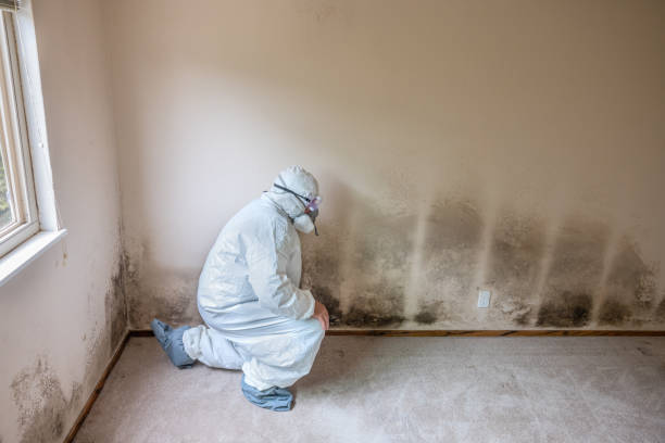 Best Residential Mold Removal  in Norman, OK