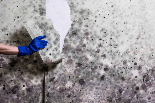 Best Mold Damage Repair  in Norman, OK