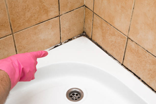 Best Emergency Mold Removal  in Norman, OK